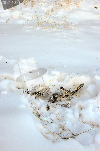 Image of Killed bird