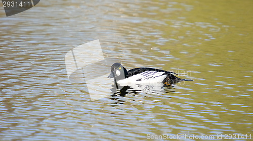 Image of Bird