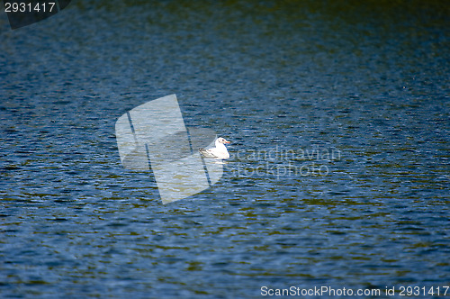 Image of Gull