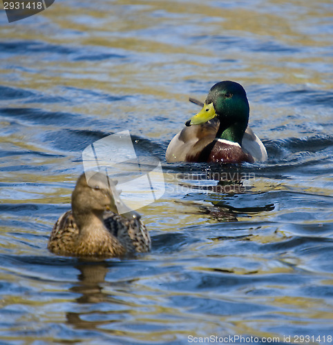 Image of Ducks