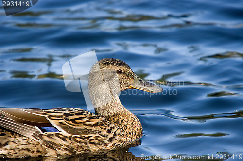 Image of Duck