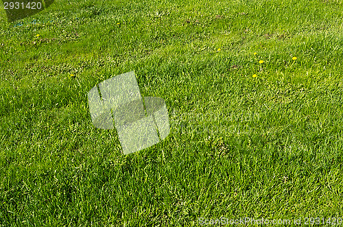 Image of Lawn