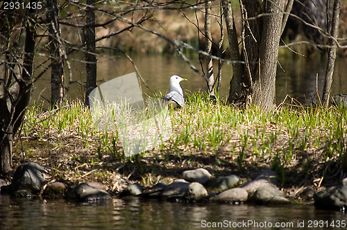 Image of Gull