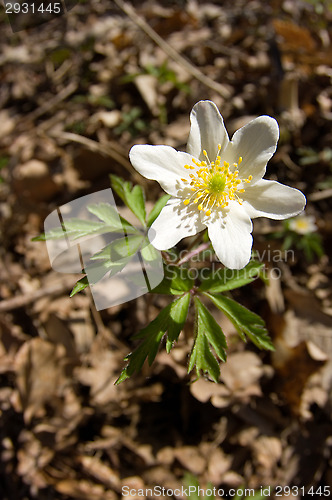 Image of Anemone nemorosa