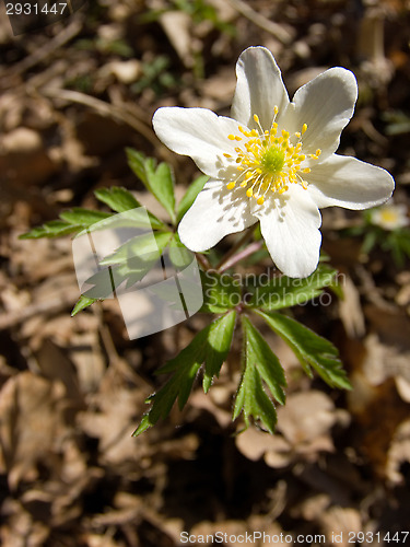 Image of Anemone nemorosa