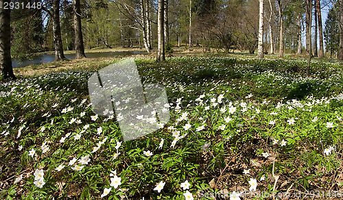 Image of Flowers