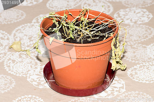 Image of Herbs