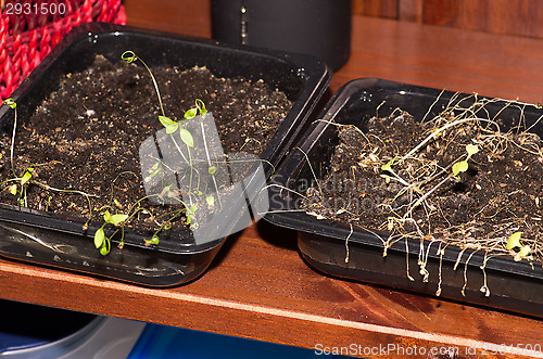 Image of Herbs