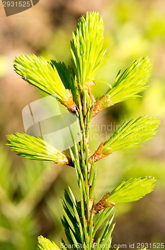 Image of Fir-tree