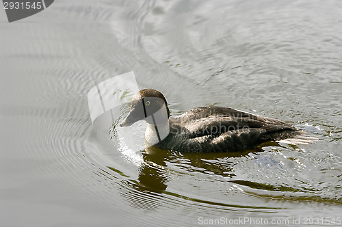 Image of Aythya