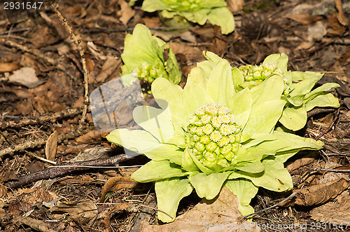 Image of Flowers