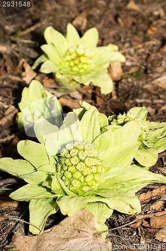 Image of Flowers