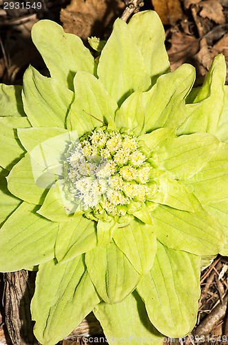 Image of Flower
