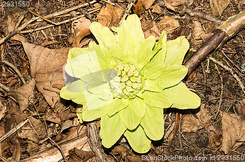 Image of Flower