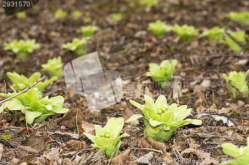 Image of Flowers