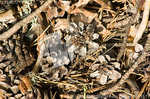 Image of Pine cone