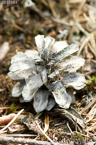 Image of Pine cone