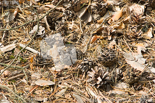 Image of Pine cones