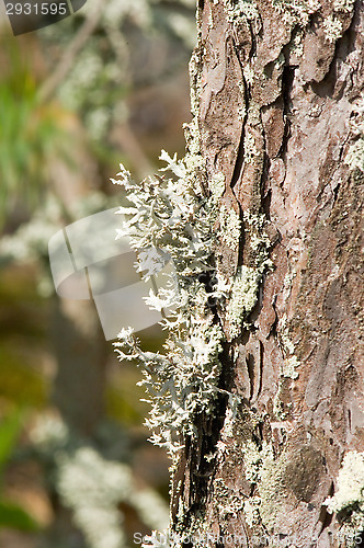 Image of Lichen