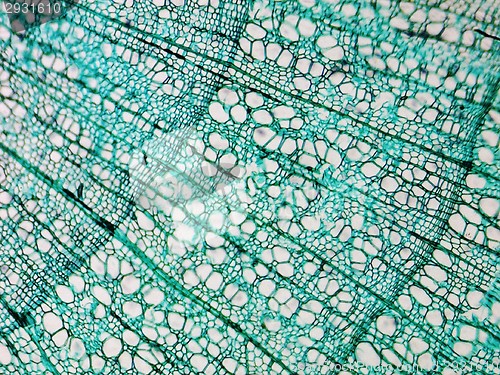 Image of Pine Wood micrograph