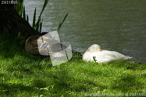 Image of Ducks