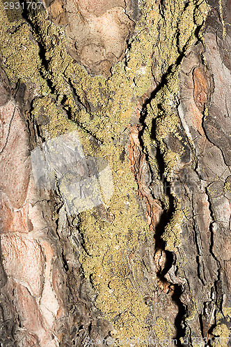 Image of Bark