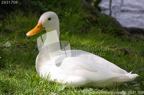 Image of White duck