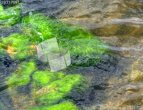 Image of Algea