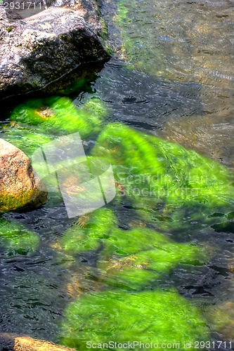 Image of Algea