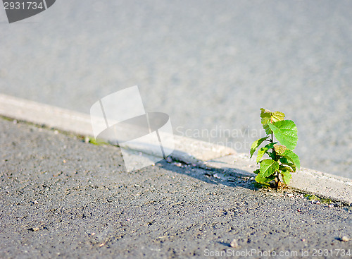 Image of Tree