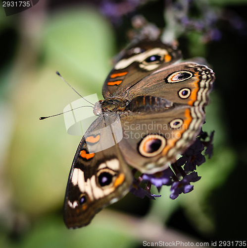 Image of Common Buckeye Junonia Coenia