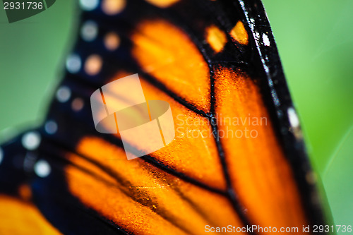 Image of Monarch Danaus Plexippus