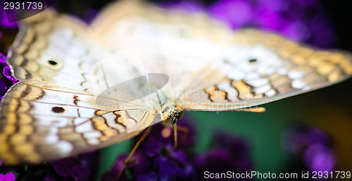 Image of White Peacock Anartia Jatrophae