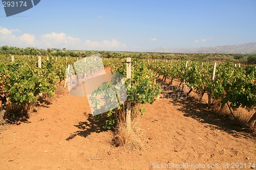 Image of Vineyard