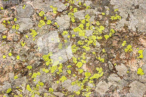 Image of Lichen