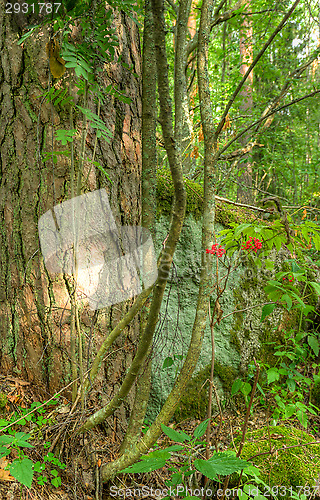 Image of Forest