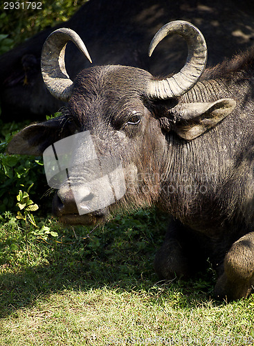 Image of Water buffalo in a National Park