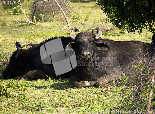 Image of Water buffalo in a National Park