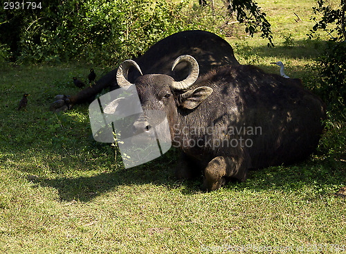 Image of Water buffalo in a National Park