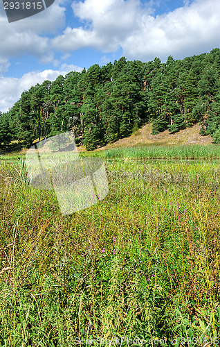 Image of Forest