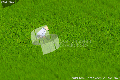Image of Indonesian farmer working in a rice field