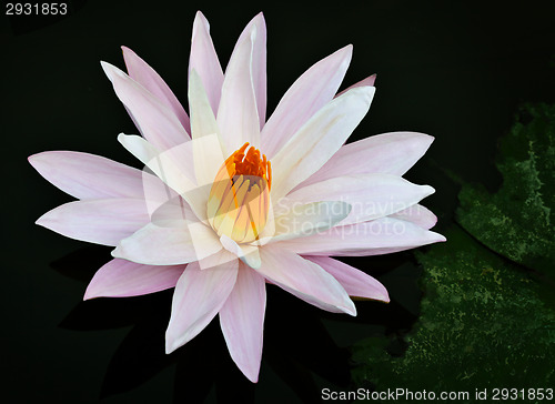 Image of Water lily blossoms on a pond surface