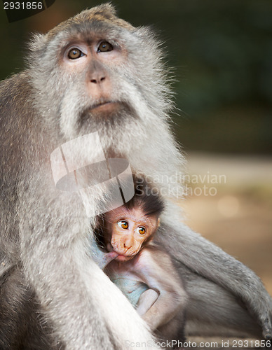 Image of Monkey feeds her cub. Animals - mother and child