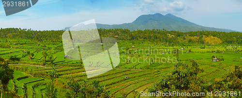 Image of Landscape with rice fields and Agung volcano. Indonesia, Bali