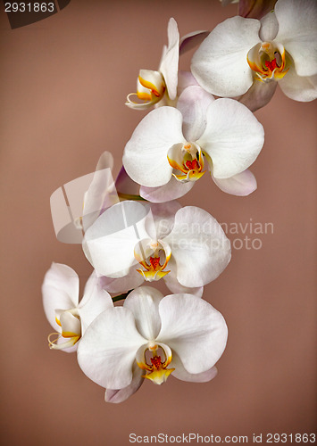 Image of Bunch of orchid flowers on brown background