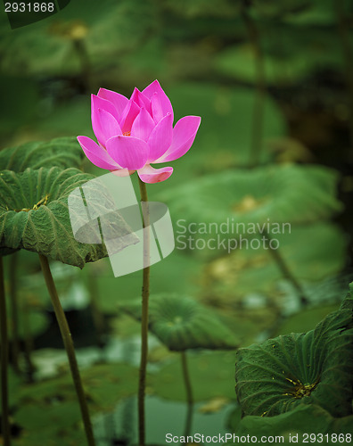 Image of Lotus flower half-blown