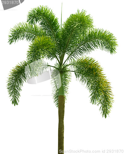 Image of Wodyetia (Foxtail Palm). Palm tree isolated on white