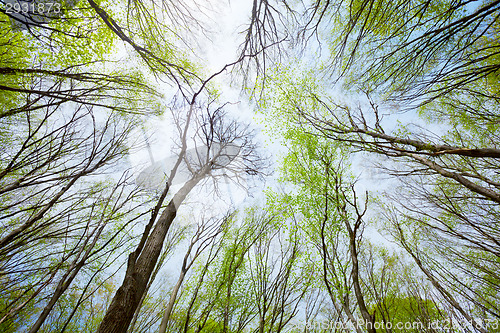 Image of Sky view in the deciduous spring forest