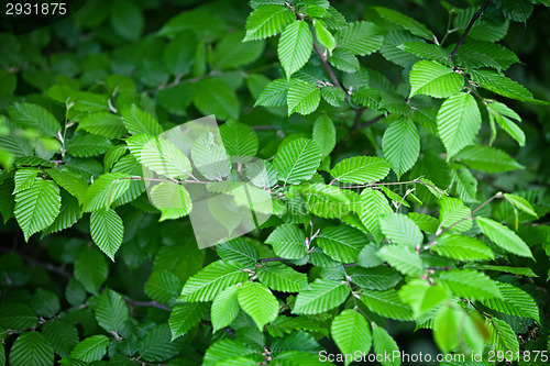 Image of Elm leaves - natural green background