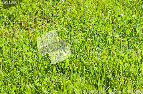 Image of Grass